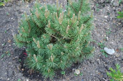 <i>Pinus mugo</i>