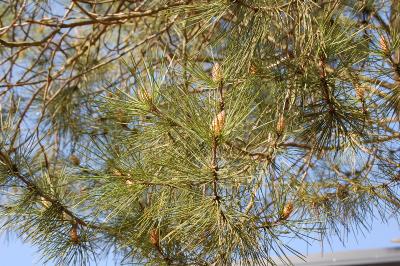 <i>Pinus pinaster</i>