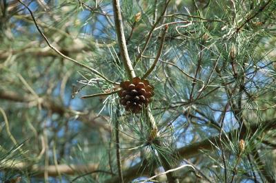 <i>Pinus sylvestris</i>