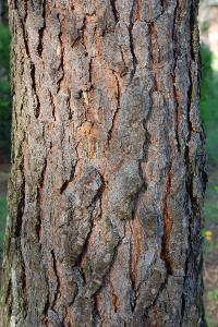 <i>Pinus sylvestris</i>