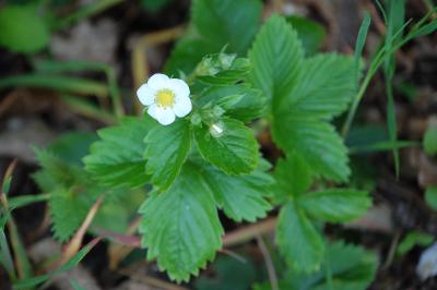 Rosaceae