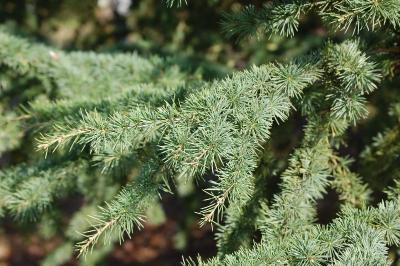 <i>Cedrus atlantica</i>