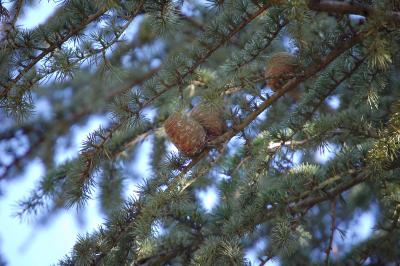 <i>Cedrus atlantica</i>