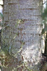 <i>Cedrus atlantica</i>