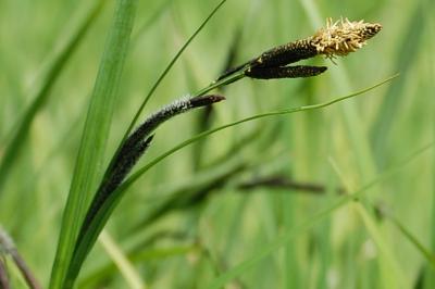<i>Carex</i>