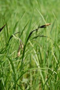 <i>Carex</i>