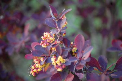 <i>Berberis thunbergii</i>