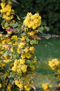 <i>Berberis aquifolium</i>