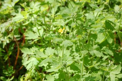 <i>Chelidonium majus</i>