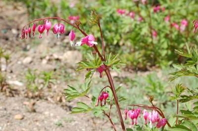 <i>Lamprocapnos spectabilis</i>