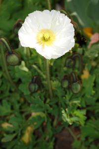 <i>Oreomecon crocea</i>
