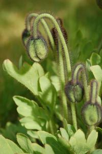 <i>Oreomecon crocea</i>