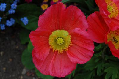 <i>Oreomecon crocea</i>