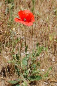 <i>Papaver</i>