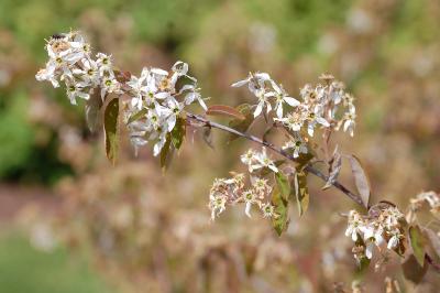 <i>Amelanchier canadensis</i>