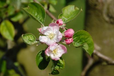 <i>Malus domestica</i>