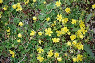 <i>Potentilla verna</i>