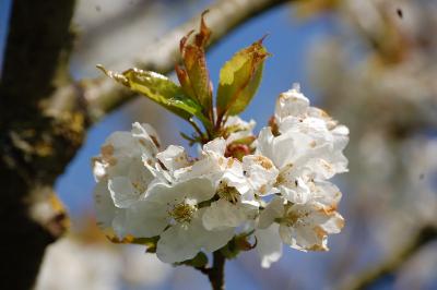 <i>Prunus avium</i>