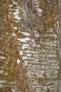 <i>Prunus avium</i>