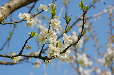 <i>Prunus domestica</i>