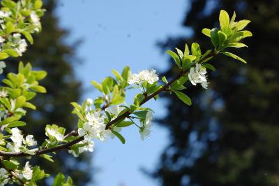 <i>Prunus domestica</i>