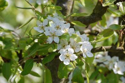 <i>Pyrus communis</i>