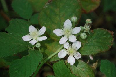 <i>Rubus</i>