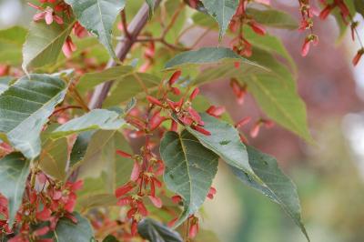 <i>Acer davidii</i>
