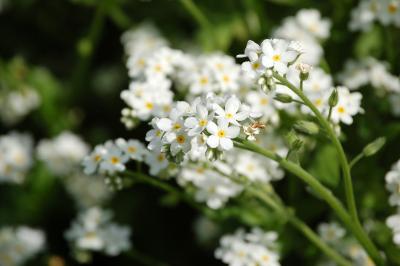 <i>Myosotis alpestris</i>