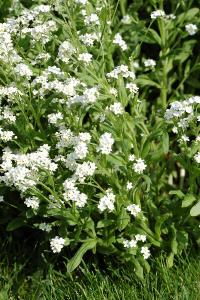 <i>Myosotis alpestris</i>