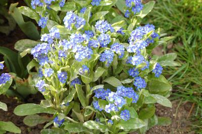 <i>Myosotis alpestris</i>