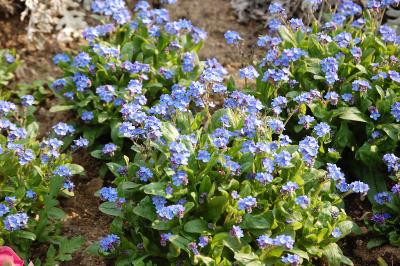 <i>Myosotis sylvatica</i>