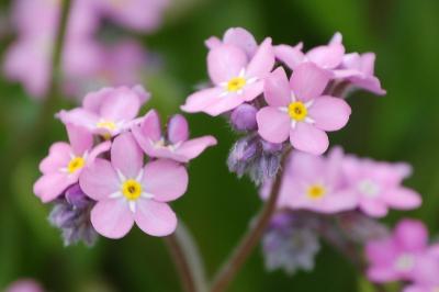 <i>Myosotis sylvatica</i>