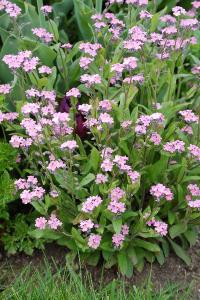 <i>Myosotis sylvatica</i>