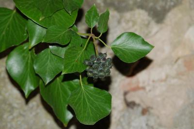 Araliaceae