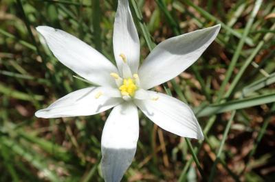 <i>Ornithogalum umbellatum</i>