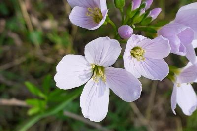 <i>Cardamine pratensis</i>
