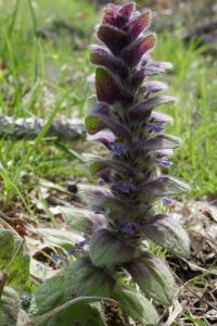 <i>Ajuga pyramidalis</i>