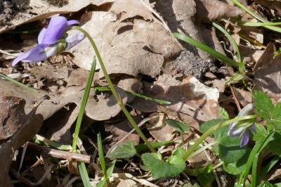 <i>Viola riviniana</i>