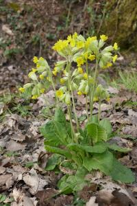 <i>Primula veris</i>