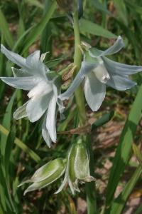 <i>Honorius nutans</i>