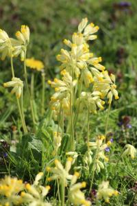 <i>Primula veris</i>