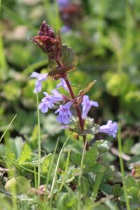 <i>Glechoma hederacea</i>
