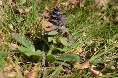 <i>Ajuga pyramidalis</i>