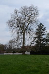 <i>Platanus orientalis</i>