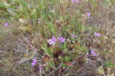 <i>Erodium cicutarium</i>