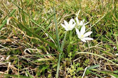 <i>Ornithogalum umbellatum</i>
