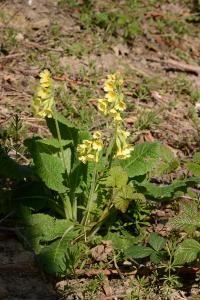 <i>Primula elatior</i>