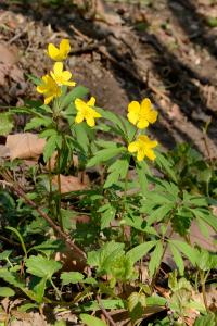 <i>Anemone ranunculoides</i>