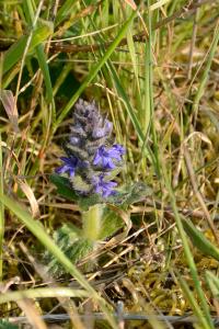 <i>Ajuga genevensis</i>